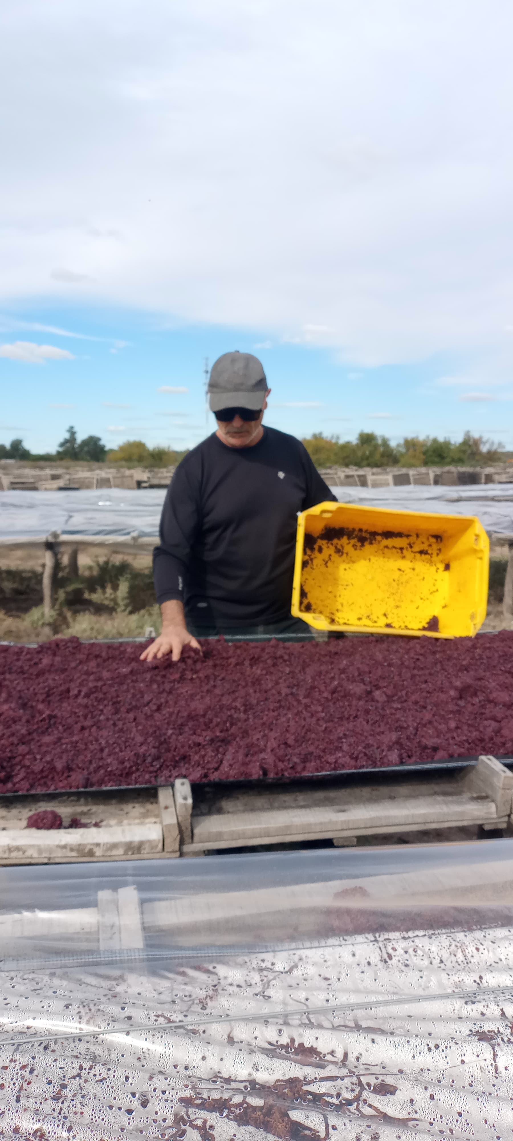 Viñedo mendocino