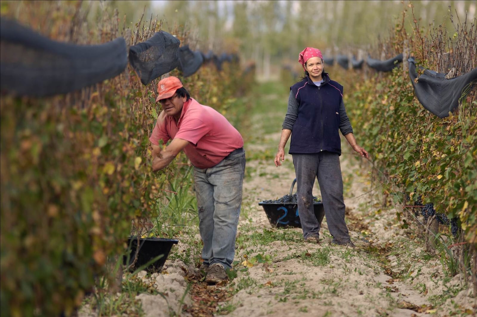Finca Dinamia, origen del orujo